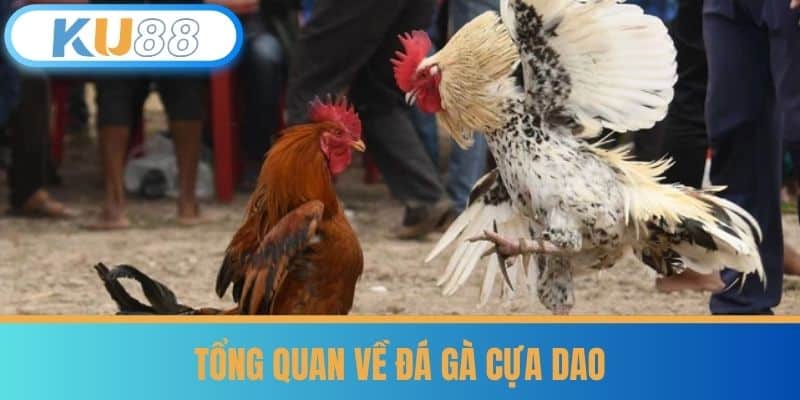 Đá Gà Cựa Dao - Phương Pháp Chọn Gà Từ Cao Thủ Nhà Cái KU88 5 Tổng Quan Về Đá Gà Cựa Dao