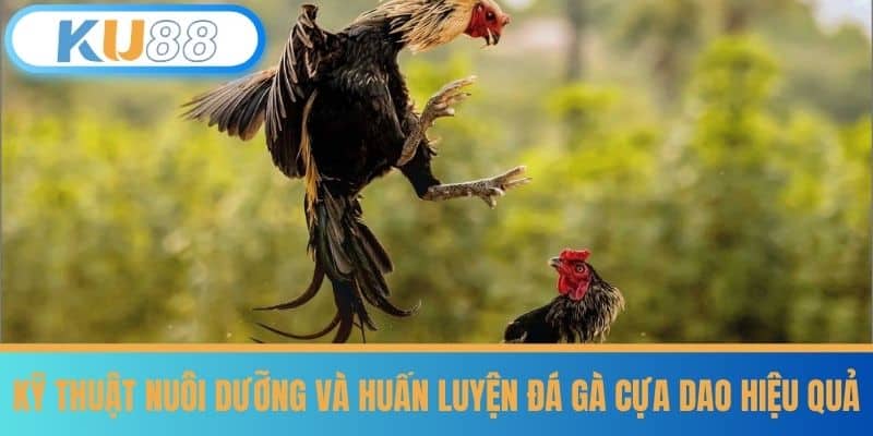 Đá Gà Cựa Dao - Phương Pháp Chọn Gà Từ Cao Thủ Nhà Cái KU88 6 Kỹ Thuật Nuôi Dưỡng và Huấn Luyện Đá Gà Cựa Dao Hiệu Quả