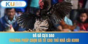 Đá Gà Cựa Dao - Phương Pháp Chọn Gà Từ Cao Thủ Nhà Cái KU88