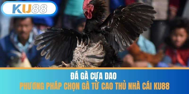 Đá Gà Cựa Dao - Phương Pháp Chọn Gà Từ Cao Thủ Nhà Cái KU88
