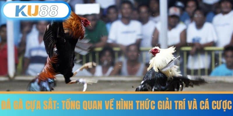 Đá Gà Cựa Sắt - Luật Chơi Dễ Hiểu Cho Tân Thủ Tại KU88 5 Đá gà cựa sắt: Tổng quan về hình thức giải trí và cá cược