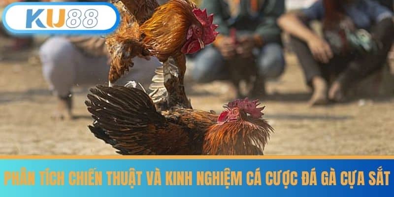 Đá Gà Cựa Sắt - Luật Chơi Dễ Hiểu Cho Tân Thủ Tại KU88 7 Phân tích chiến thuật và kinh nghiệm cá cược đá gà cựa sắt