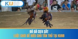 Đá Gà Cựa Sắt - Luật Chơi Dễ Hiểu Cho Tân Thủ Tại KU88