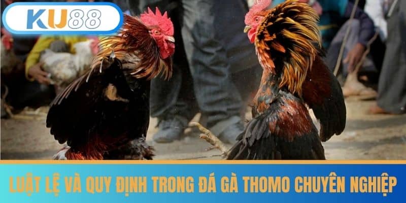 Đá Gà Thomo - Bí Quyết Cá Cược Từ Kê Thủ Lâu Năm Tại KU88 6 Luật lệ và Quy định trong Đá gà Thomo Chuyên nghiệp