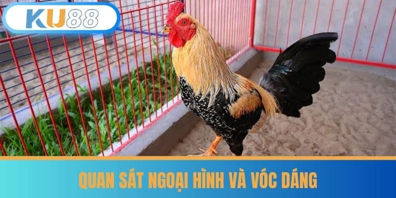 Đá Gà Thomo - Bí Quyết Cá Cược Từ Kê Thủ Lâu Năm Tại KU88 7 Quan sát ngoại hình và vóc dáng