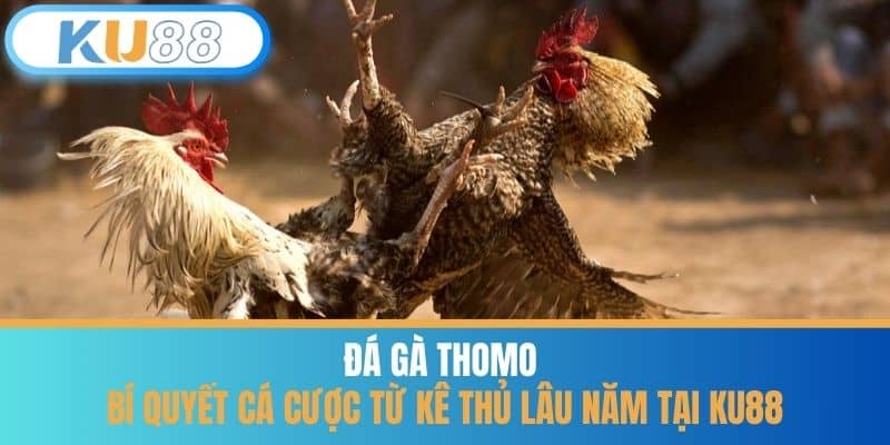 Đá Gà Thomo - Bí Quyết Cá Cược Từ Kê Thủ Lâu Năm Tại KU88